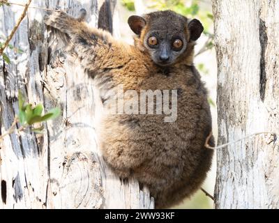 Hubbards sportif lemur, Lepilemur hubbardorum, Parc national de Zombitse-Vohibasia, Madagascar Banque D'Images