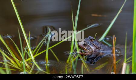 Paire de grenouilles communes européennes / grenouilles brunes / grenouille herbacée (Rana temporaria) mâle et femelle dans l'amplexus dans l'étang pendant la saison de frai / reproduction au printemps Banque D'Images