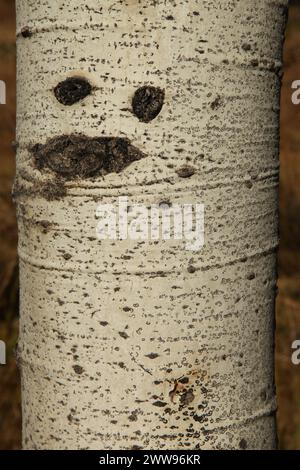 Gros plan de la texture du tronc d'un arbre de l'asperge (Populus tremuloides) dans les montagnes Beartooth, Montana Banque D'Images