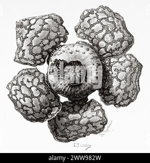 Fleur de la Rafflesia Arnoldi dans le Padangse Bovenlanden, île de Sumatra. Indonésie. Dessin de E. tournois, à travers l'île de Sumatra 1877 par Daniel David Veth (1850 - 1885) le Tour du monde 1880 Banque D'Images