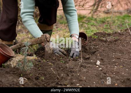 Les mains d'une agricultrice abaissent soigneusement un semis de lavande dans le sol un jour de printemps, le processus de plantation de lavande, gros plan Banque D'Images