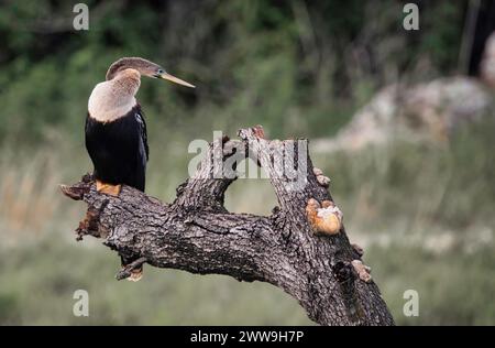 Ma collection Banque D'Images