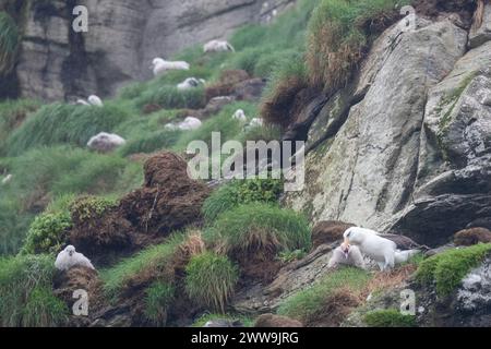 Nouvelle-Zélande, îles subantarctiques, île Campbell. Albatros Campbell (Thalassarche impavida) ou mollymawk Campbell, poussins en colonie. Sous-espèce de Banque D'Images