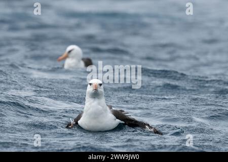 Nouvelle-Zélande, îles subantarctiques, île Campbell. Albatros de Campbell (Thalassarche impavida) ou mollymawk de Campbell, sous-espèce de sourcils noirs. Banque D'Images