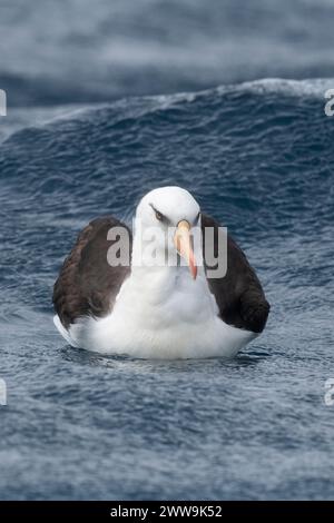 Nouvelle-Zélande, îles subantarctiques, île Campbell. Albatros de Campbell (Thalassarche impavida) ou mollymawk de Campbell, sous-espèce de sourcils noirs. Banque D'Images