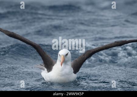 Nouvelle-Zélande, îles subantarctiques, île Campbell. Albatros de Campbell (Thalassarche impavida) ou mollymawk de Campbell, sous-espèce de sourcils noirs. Banque D'Images