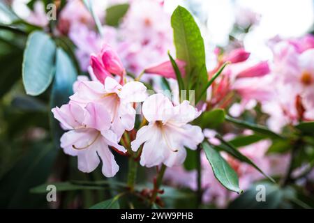 Délicates fleurs de rhododendron rose contrastent magnifiquement avec le feuillage verdoyant, peignant un tableau serein au cœur du Hryshko Botanical G de Kiev Banque D'Images