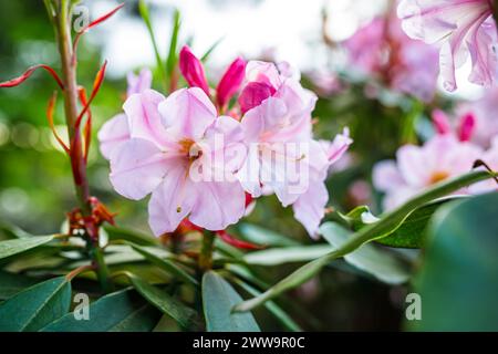 Les fleurs roses de fleurs de rhododendrons attirent l'attention sur fond de feuillage vert luxuriant dans le jardin botanique national Hryshko de Kiev Banque D'Images