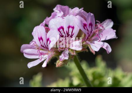 Plan macro de fleurs de géranium parfumé doux (pelargonium graveolens) en fleurs Banque D'Images