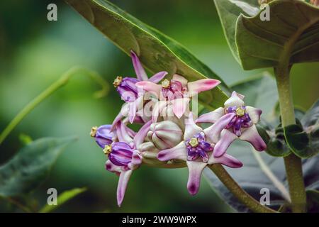 Un gros plan des fleurs violettes de la couronne (Calotropis gigantea). Banque D'Images