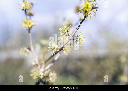 Forestiera acuminata, connue sous le nom de Priet des marais de l'est, fleurissant au printemps. Des fleurs délicates ornent la verdure luxuriante. Cette plante indigène prospère au Royaume-Uni Banque D'Images