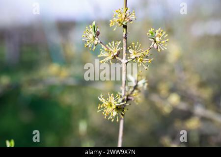 Forestiera acuminata, connue sous le nom de Priet des marais de l'est, fleurissant au printemps. Des fleurs délicates ornent la verdure luxuriante. Cette plante indigène prospère au Royaume-Uni Banque D'Images