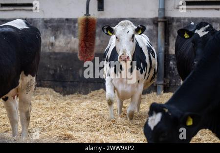 Nauen OT Ribbeck, Allemagne. 22 mars 2024. Les vaches se tiennent sur la paille à la ferme de démonstration F.R.A.N.Z. Havellandhof Ribbeck. Le projet F.R.A.N.Z. comprend un réseau de dix fermes de démonstration dans toute l'Allemagne. Il s'agit à la fois d'exploitations arables et de prairies. Crédit : Monika Skolimowska/dpa/Alamy Live News Banque D'Images