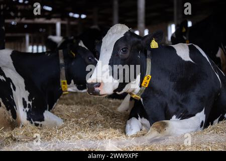 Nauen OT Ribbeck, Allemagne. 22 mars 2024. Les vaches reposent dans l'étable de la ferme de démonstration F.R.A.N.Z. Havellandhof Ribbeck. Le projet F.R.A.N.Z. comprend un réseau de dix fermes de démonstration dans toute l'Allemagne. Il s'agit à la fois d'exploitations arables et de prairies. Crédit : Monika Skolimowska/dpa/Alamy Live News Banque D'Images