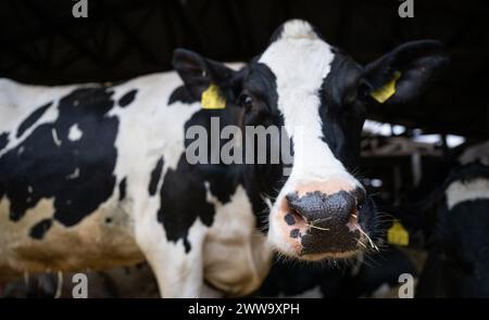 Nauen OT Ribbeck, Allemagne. 22 mars 2024. Une vache se tient dans l'étable de la ferme de démonstration F.R.A.N.Z. Havellandhof Ribbeck. Le projet F.R.A.N.Z. comprend un réseau de dix fermes de démonstration dans toute l'Allemagne. Il s'agit à la fois d'exploitations arables et de prairies. Crédit : Monika Skolimowska/dpa/Alamy Live News Banque D'Images