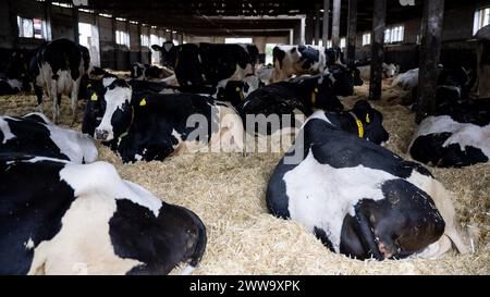 Nauen OT Ribbeck, Allemagne. 22 mars 2024. Les vaches se trouvent dans l'étable de la ferme de démonstration F.R.A.N.Z. Havellandhof Ribbeck. Le projet F.R.A.N.Z. comprend un réseau de dix fermes de démonstration dans toute l'Allemagne. Il s'agit à la fois d'exploitations arables et de prairies. Crédit : Monika Skolimowska/dpa/Alamy Live News Banque D'Images