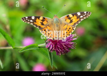 A Painted Lady (Vanessa cardui) Butterfly, Angleterre, Royaume-Uni Banque D'Images