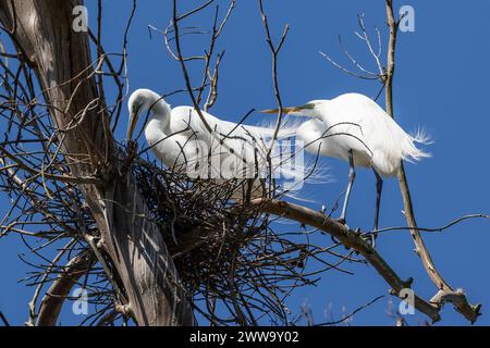 Paire de grandes aigrettes accouplées (Ardea alba) dans leur nid sur une branche d'arbre à Morro Bay, Californie. Banque D'Images