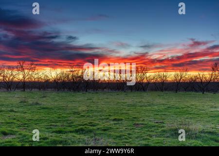 Coucher de soleil sur un pâturage agricole dans le nord-ouest du Texas. Herbe verte au premier plan, silhouette d'arbres mesquite. Ciel et nuages colorés en bleu, jaune, rose, ora Banque D'Images