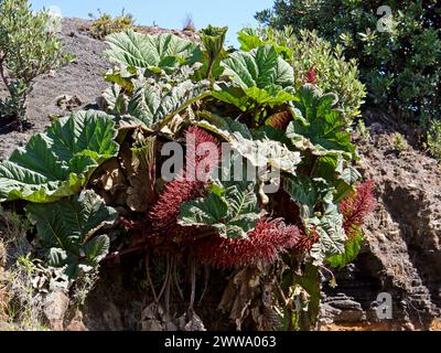 Parapluie de l’homme pauvre, Gunnera insignis, Gunneraceae dans le parc national du volcan Irazú, Costa Rica. Banque D'Images