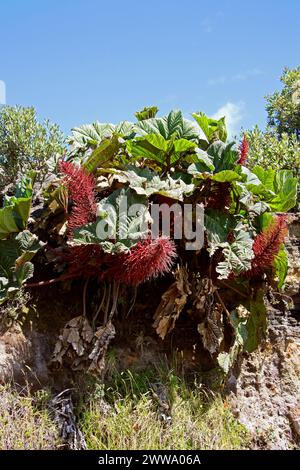 Parapluie de l’homme pauvre, Gunnera insignis, Gunneraceae dans le parc national du volcan Irazú, Costa Rica. Banque D'Images