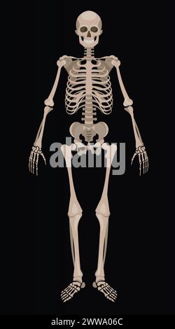 Une illustration détaillée du système squelettique sur fond sombre. Structure osseuse de l'anatomie humaine pour la vision éducative. Illustration de Vecteur