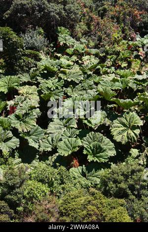 Parapluie de l’homme pauvre, Gunnera insignis, Gunneraceae dans le parc national du volcan Irazú, Costa Rica. Pousse à 11 000 pieds. Banque D'Images