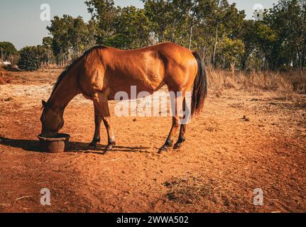 Un cheval seul pèle paisiblement dans un champ ensoleillé, incarnant l'essence de la tranquillité rurale. Banque D'Images