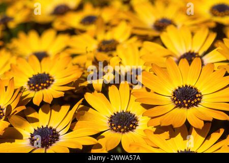 Marguerites africaines (alias Blue-eyed Beauty) en fleurs. Banque D'Images