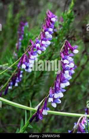 Fleurs de vesce poilue violettes et blanches pendant la floraison printanière dans le sud de la Californie Banque D'Images