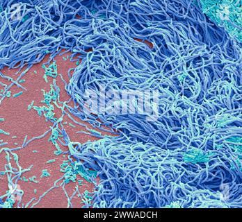 Bactéries fécales. Micrographie électronique à balayage (MEB) de bactéries cultivées à partir d'un échantillon de matières fécales humaines. Au moins 50 % des matières fécales humaines sont constituées de bactéries éliminées de l'intestin. Beaucoup de ces bactéries sont une partie normale de la flore présente dans les intestins et sont bénéfiques pour la digestion. Cependant, certaines sont pathogènes, comme Salmonella enterica et certaines souches d'Escherichia coli, qui peuvent causer des maladies d'origine alimentaire. Grossissement : x1500 pour une impression de 10 centimètres de large. Banque D'Images