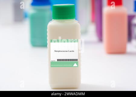 Bactéries Streptococcus lactis. Bactérie lactique mésophile utilisée dans la production de produits laitiers tels que le fromage, le yogourt et le babeurre. Banque D'Images