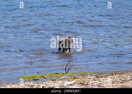 Photo dynamique d'un chien brun se secouant de l'eau tout en se tenant debout au milieu de l'eau près du rivage Banque D'Images
