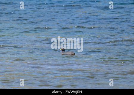 Vue horizontale de Coot rouge isolé et isolé (Fulica armillata) nageant tranquillement sur l'eau du grand lac Banque D'Images