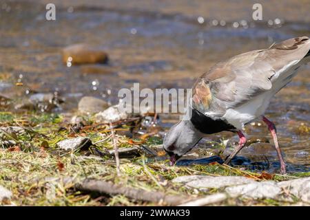 Portrait horizontal du vannissement méridional (Vanellus chilensis) marchant et cherchant de la nourriture sur les eaux peu profondes près de la rive rocheuse Banque D'Images