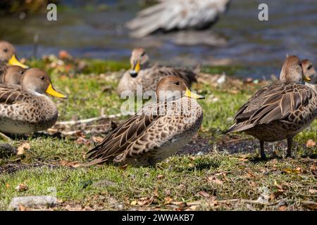 Troupeau d'Anas georgica reposant sur la terre d'herbe de la rive d'un lac Banque D'Images