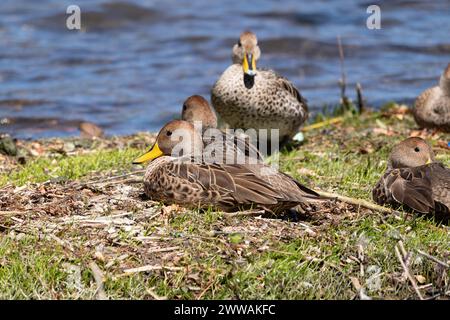 Troupeau d'Anas georgica reposant sur la terre d'herbe de la rive d'un lac Banque D'Images