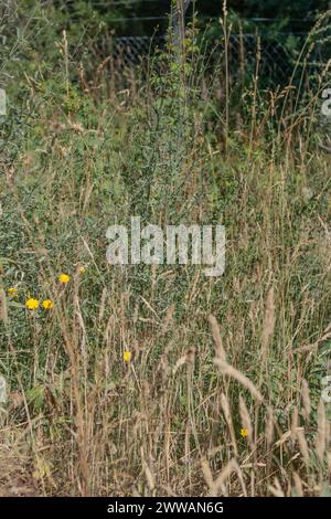 Vue naturelle sur la végétation sauvage sèche avec des fleurs dans la campagne Banque D'Images