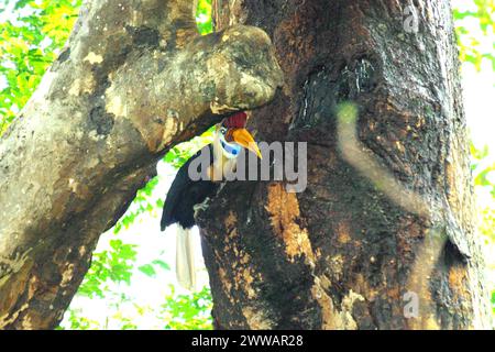 Un individu mâle de Hornbill à boutons (Rhyticeros cassidix) dans la réserve naturelle de Tangkoko, Sulawesi du Nord, Indonésie. L’Union internationale pour la conservation de la nature (UICN) conclut que la hausse des températures a conduit, entre autres, à des changements écologiques, comportementaux et physiologiques dans les espèces sauvages et la biodiversité. « En plus de l'augmentation des taux de maladies et de la dégradation des habitats, le changement climatique provoque également des changements dans les espèces elles-mêmes, qui menacent leur survie », ont-ils écrit dans une publication sur IUCN.org. Pendant ce temps, Scale Climate action a ajouté que la hausse des températures... Banque D'Images