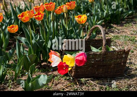 Panier en osier avec des tulipes colorées fraîches placées sur le sol ensoleillé près des fleurs le jour de printemps dans le jardin Banque D'Images