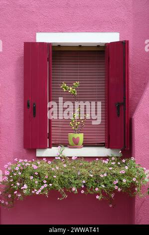 Plante verte luxuriante fleurissant sous la fenêtre ouverte avec des volets roses le jour ensoleillé sur la rue de la ville Banque D'Images