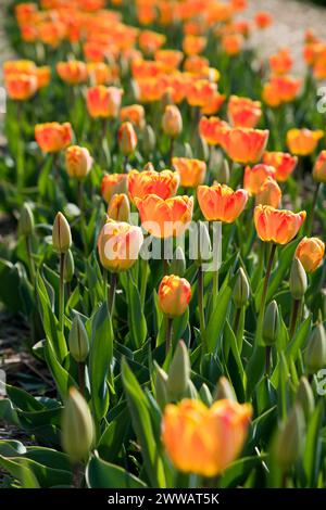 D'en haut de tulipes oranges en fleurs avec des plantes de feuilles vertes poussant dans le jardin le jour de printemps à côté de la route pavée floue Banque D'Images