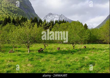 Prairie verdoyante avec de jeunes arbres dans une vallée, flanquée de montagnes enneigées sous un ciel nuageux. Banque D'Images