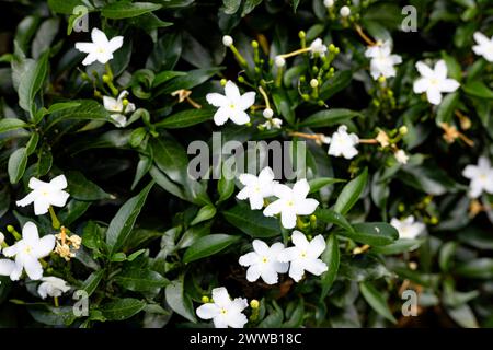 Les plantes avec des fleurs blanches et des feuilles vertes poussent abondamment. Gros plan de belles fleurs blanches et de feuilles vertes. Banque D'Images