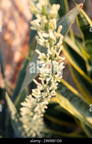 Sansevieria Snake Plant pot avec fleur blanche germanante. Tiges florales de plantes ornementales. Banque D'Images