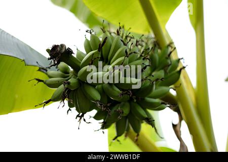 Bananes vertes poussant sur les arbres. Gros plan sur les fruits de la banane tropicale verte sur la plantation de bananes. Agriculture et concept de production de bananes. Banque D'Images