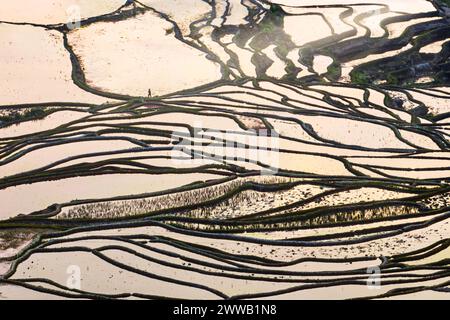 Vue rapprochée des rizières en terrasses - Chine, site du patrimoine mondial de l'UNESCO Banque D'Images