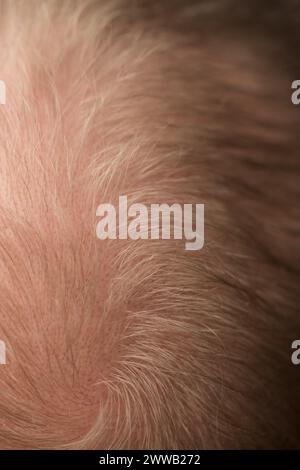 Plan macro de perte de cheveux problème de cheveux blonds homme gros plan, peu profond focus Banque D'Images