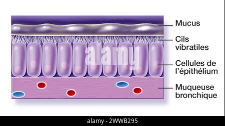 La muqueuse bronchique est constituée d'un épithélium pseudostratifié cilié prismatique, reposant sur une lame basale et une lame propria (tissu conjonctif). Banque D'Images