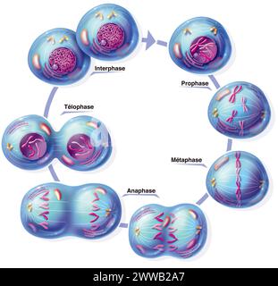 Représentation des différents stades de la mitose : prophase où la chromatine du noyau de la cellule mère est organisée en 46 paires. Banque D'Images